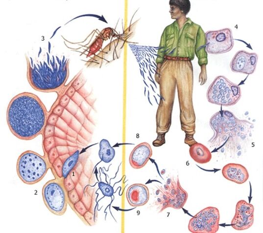 metódy reprodukcie protozoálnych parazitov