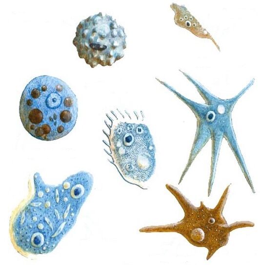 typy protozoálnych parazitov